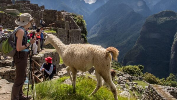 Llama