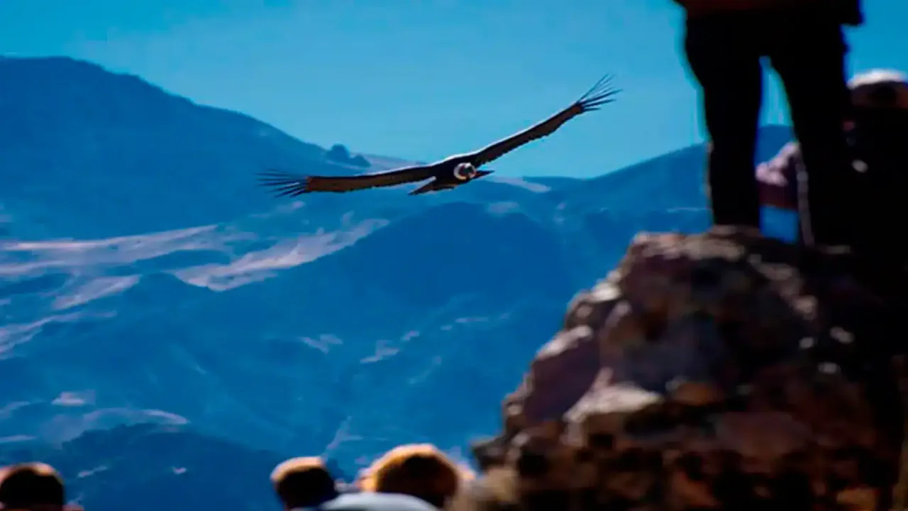 CHONTA: CONDOR FLYING VIEWPOINT IN CUSCO